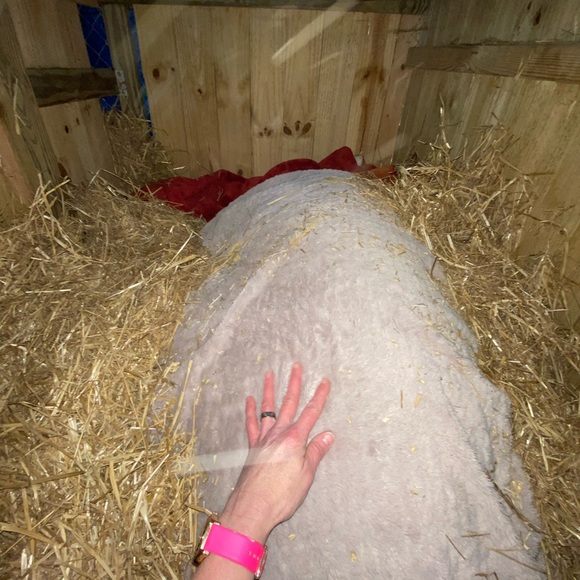 Meet your Posher, Dana & Jack - Picture 5 of 14